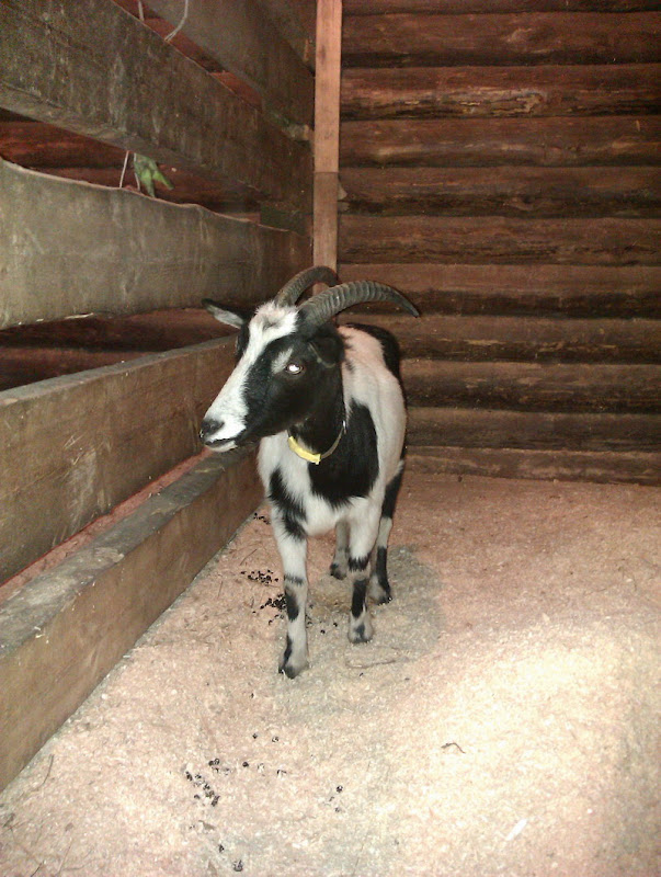 IMAG0061.jpg1.jpg"%20height="800"%20width="602